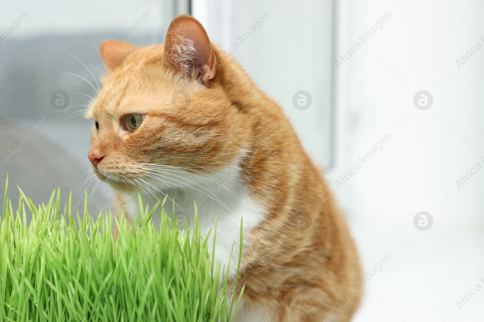 Photo of Cute ginger cat near green grass on windowsill indoors