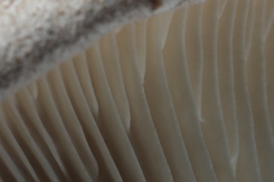 Photo of Fresh oyster mushroom as background, macro view