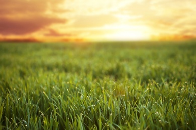 Photo of Young green grass with dew drops in field on spring morning