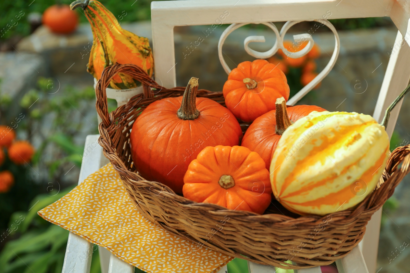 Photo of Wicker basket with whole ripe pumpkins on white wooden bench outdoors