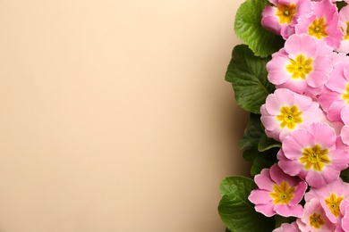 Photo of Beautiful pink primula (primrose) flowers on beige background, flat lay with space for text. Spring blossom