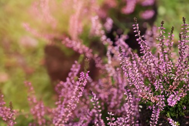 Photo of Heather shrub with beautiful flowers outdoors on spring day