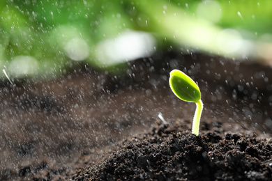 Photo of Sprinkling water on little green seedling in soil, closeup. Space for text