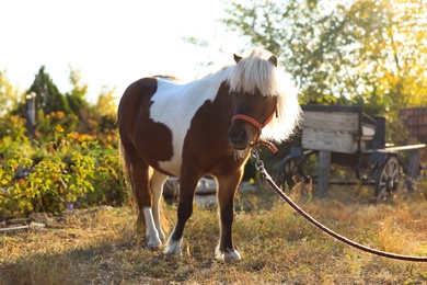 Beautiful pony outdoors on sunny day. Pet horse
