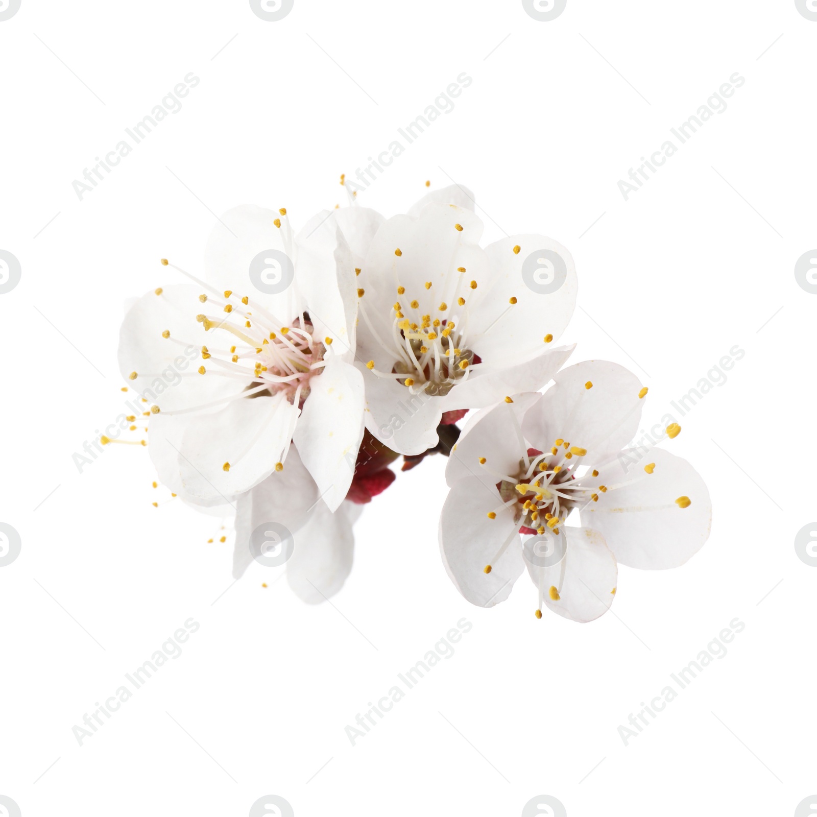 Photo of Beautiful fresh spring flowers on white background