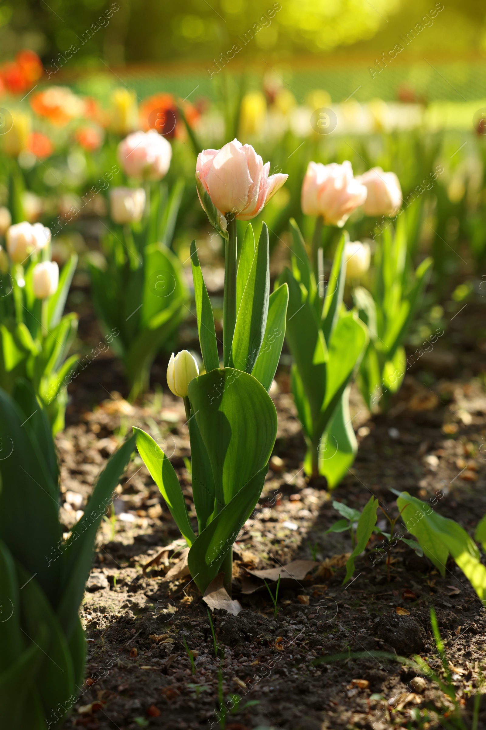 Photo of Beautiful pink tulips growing outdoors on sunny day