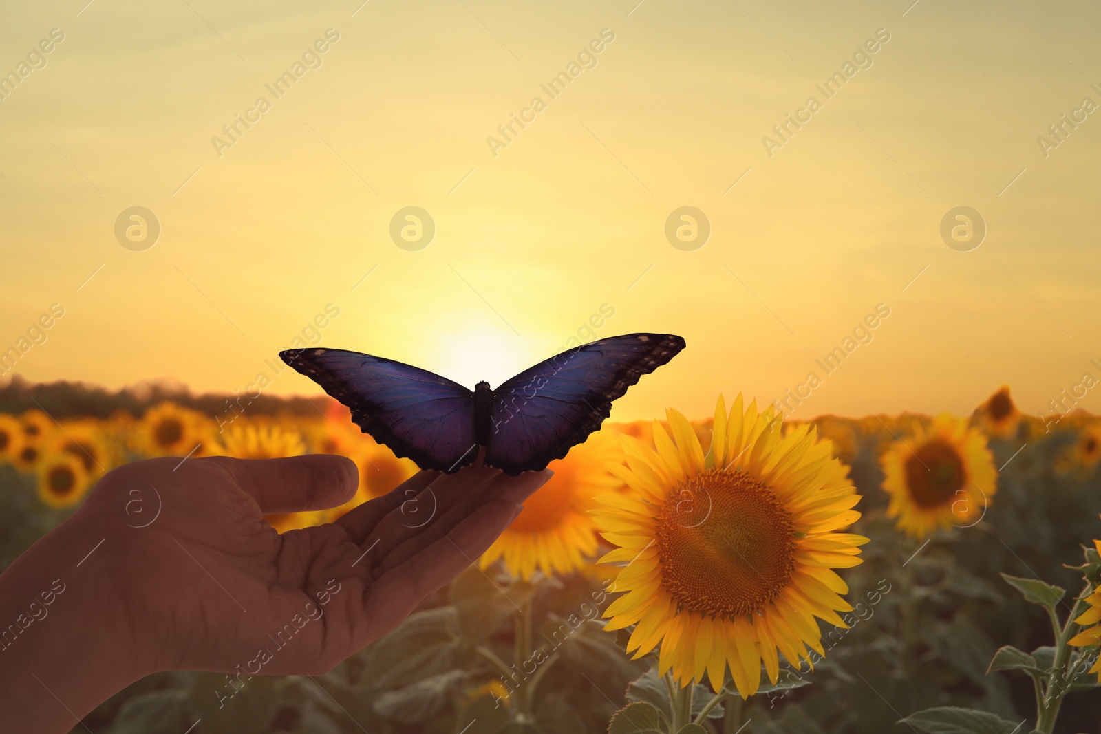 Image of Woman holding beautiful morpho butterfly in sunflower field at sunset, closeup
