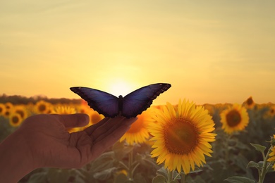 Image of Woman holding beautiful morpho butterfly in sunflower field at sunset, closeup