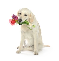 Cute Labrador Retriever with beautiful tulip flowers on white background