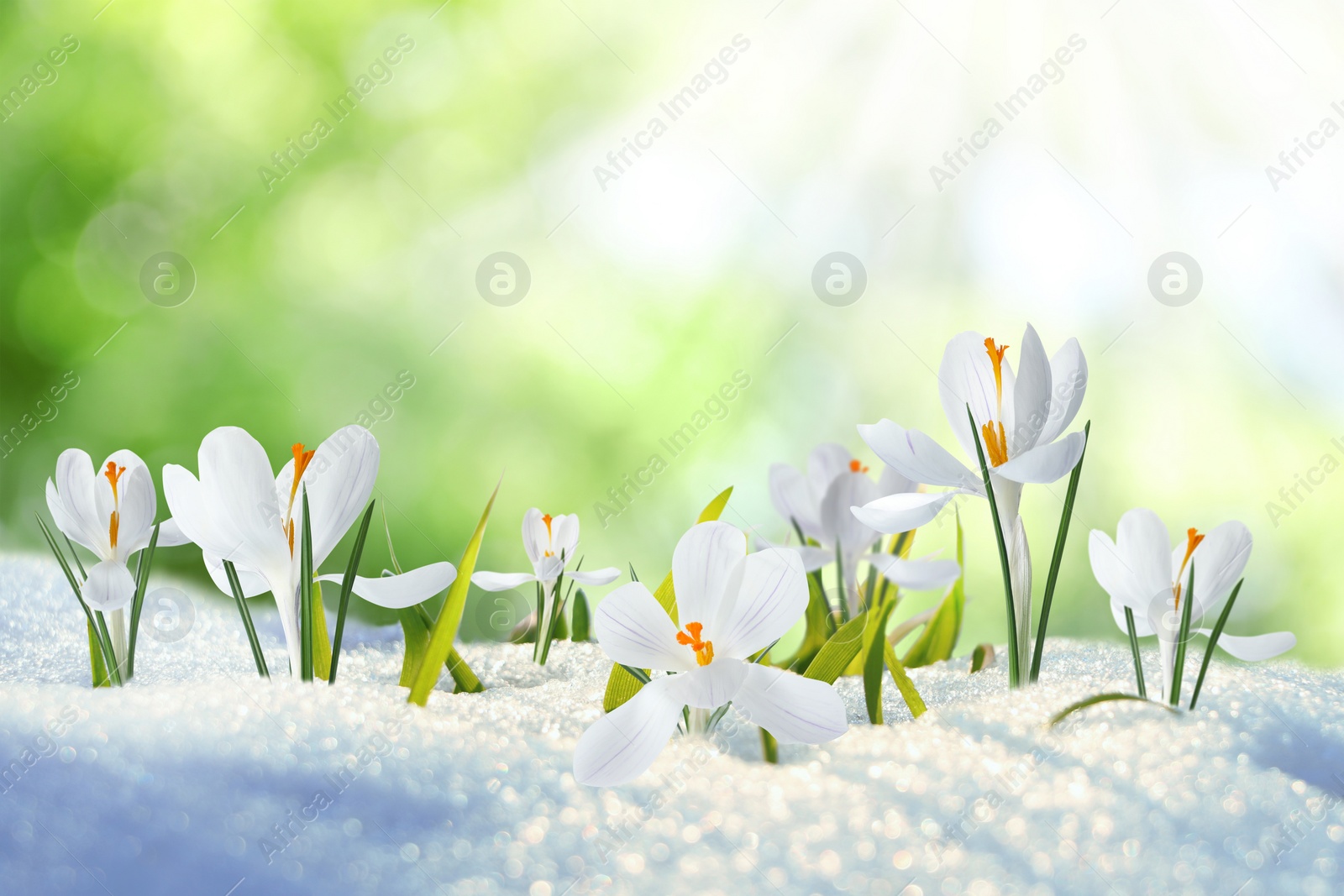 Image of Beautiful crocuses growing through snow outdoors on sunny day. First spring flowers