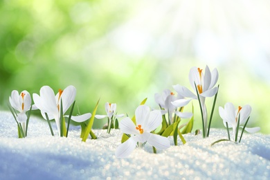 Beautiful crocuses growing through snow outdoors on sunny day. First spring flowers