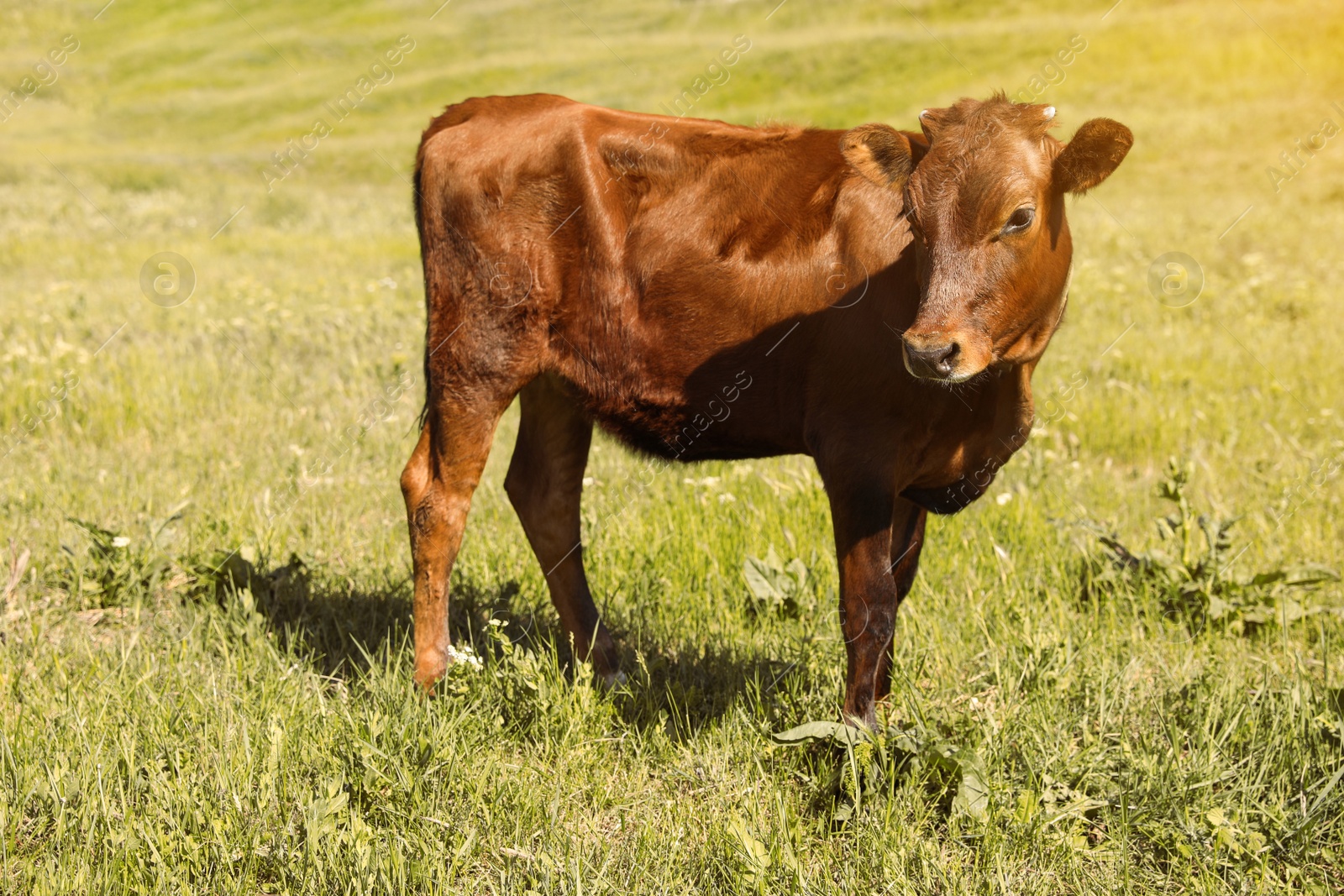 Photo of Cute brown calf on green pasture. Animal husbandry