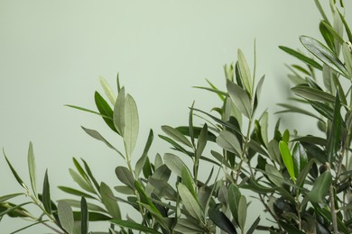 Photo of Closeup view of olive tree on light green background