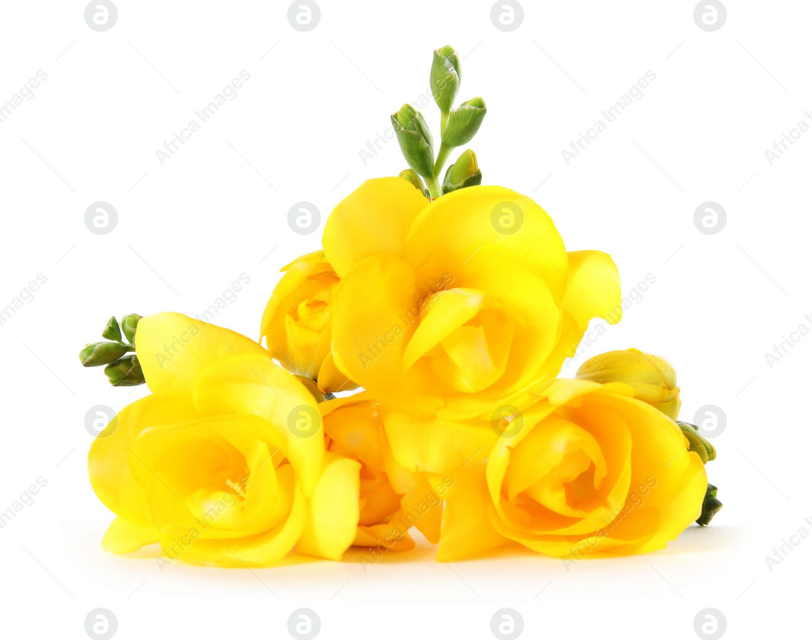 Photo of Bouquet of fresh freesia flowers isolated on white