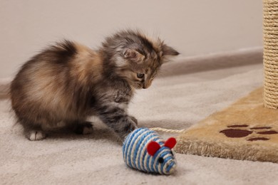 Cute fluffy kitten playing with toy mouse at home