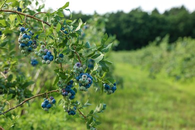 Photo of Bush of wild blueberry with berries growing outdoors, space for text
