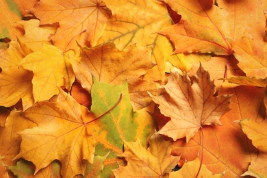 Photo of Many autumn leaves as background, top view