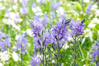 Photo of Beautiful Camassia flowers growing outdoors, closeup view. Spring season