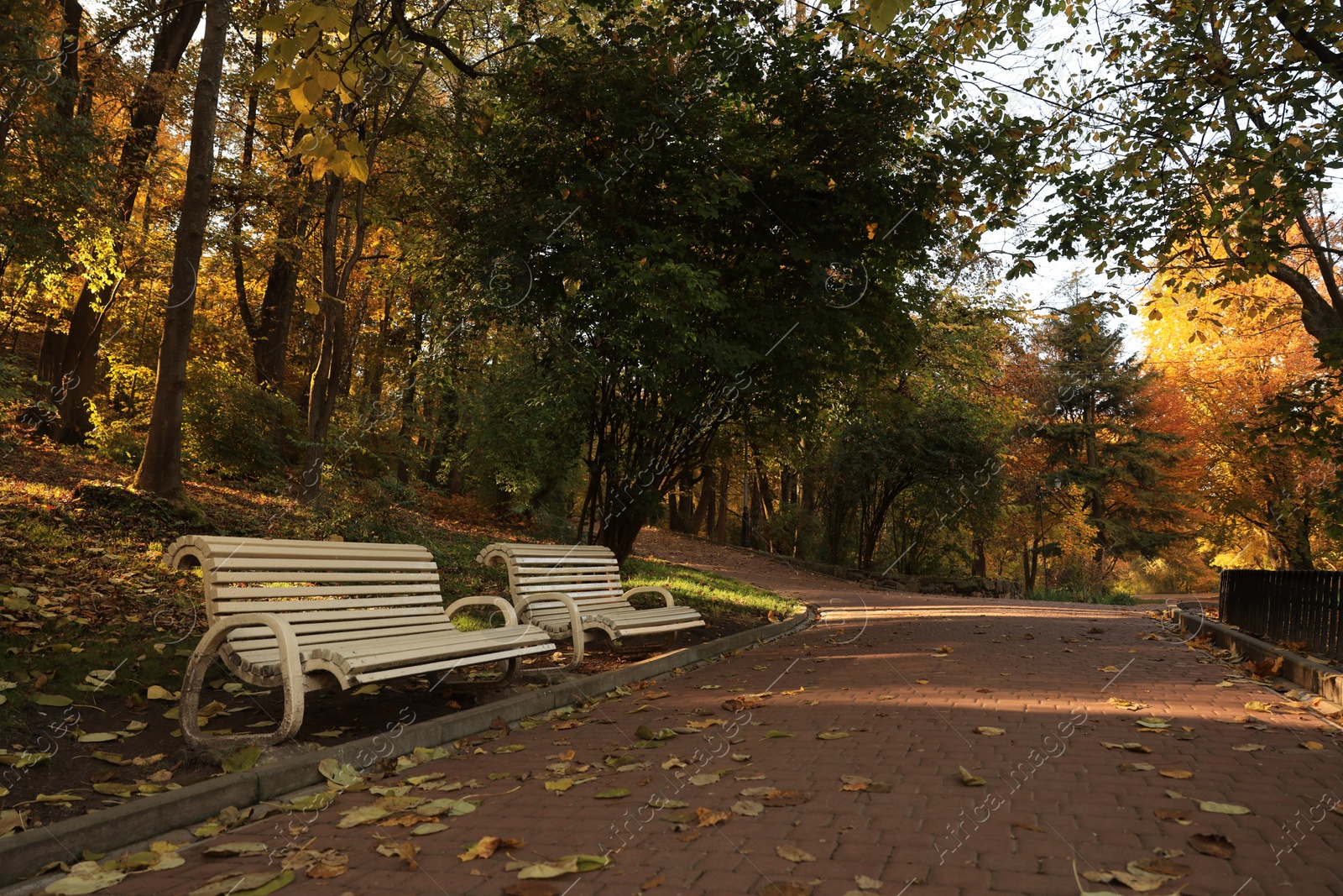 Photo of Beautiful yellowed trees and paved pathway in park on sunny day