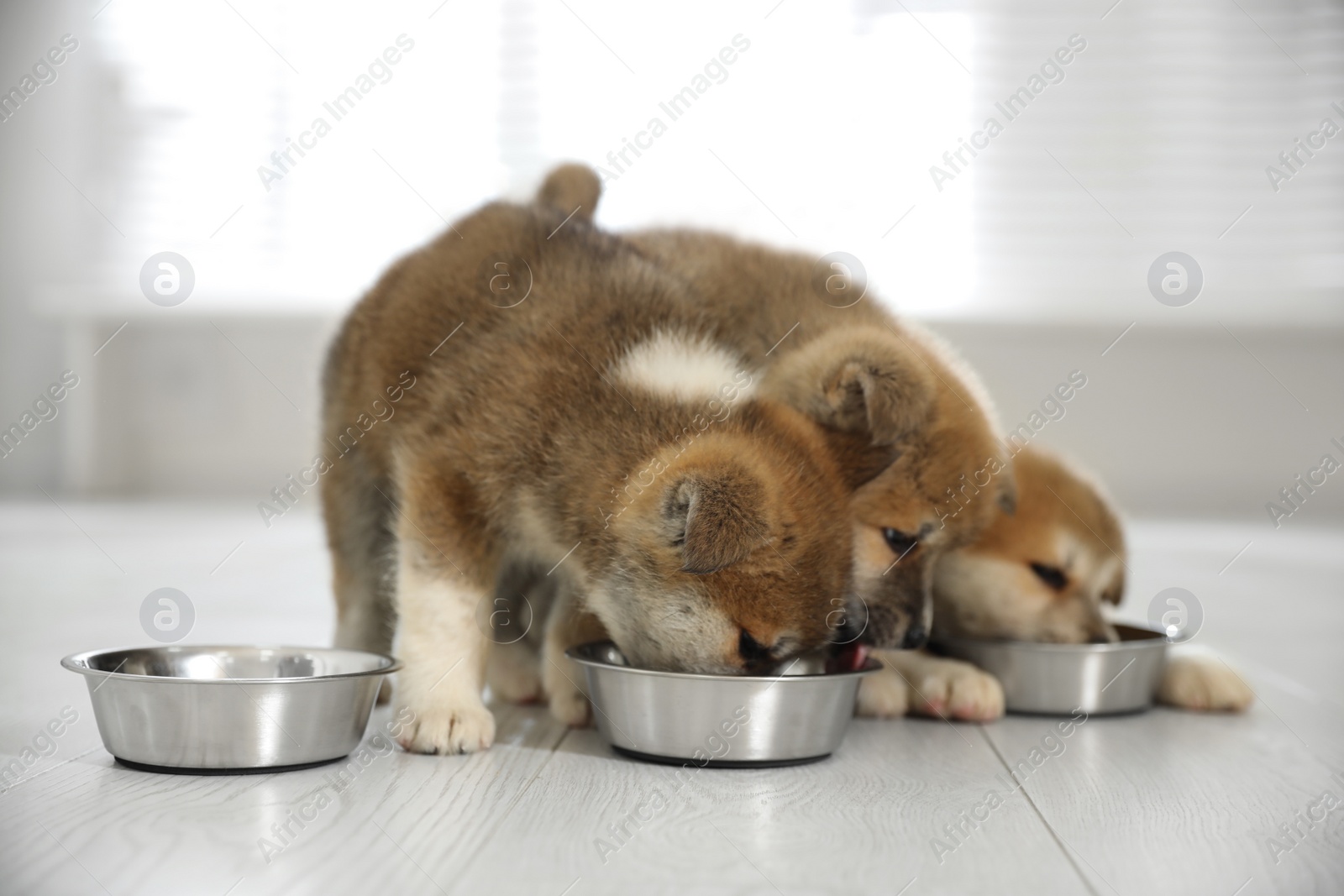 Photo of Adorable Akita Inu puppies eating from feeding bowls indoors