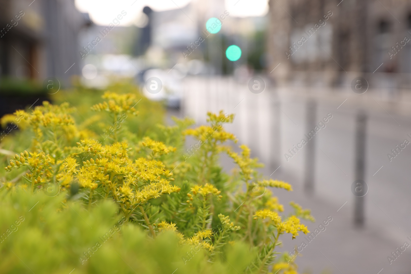 Photo of Beautiful plant with yellow flowers on city street, closeup. Space for text