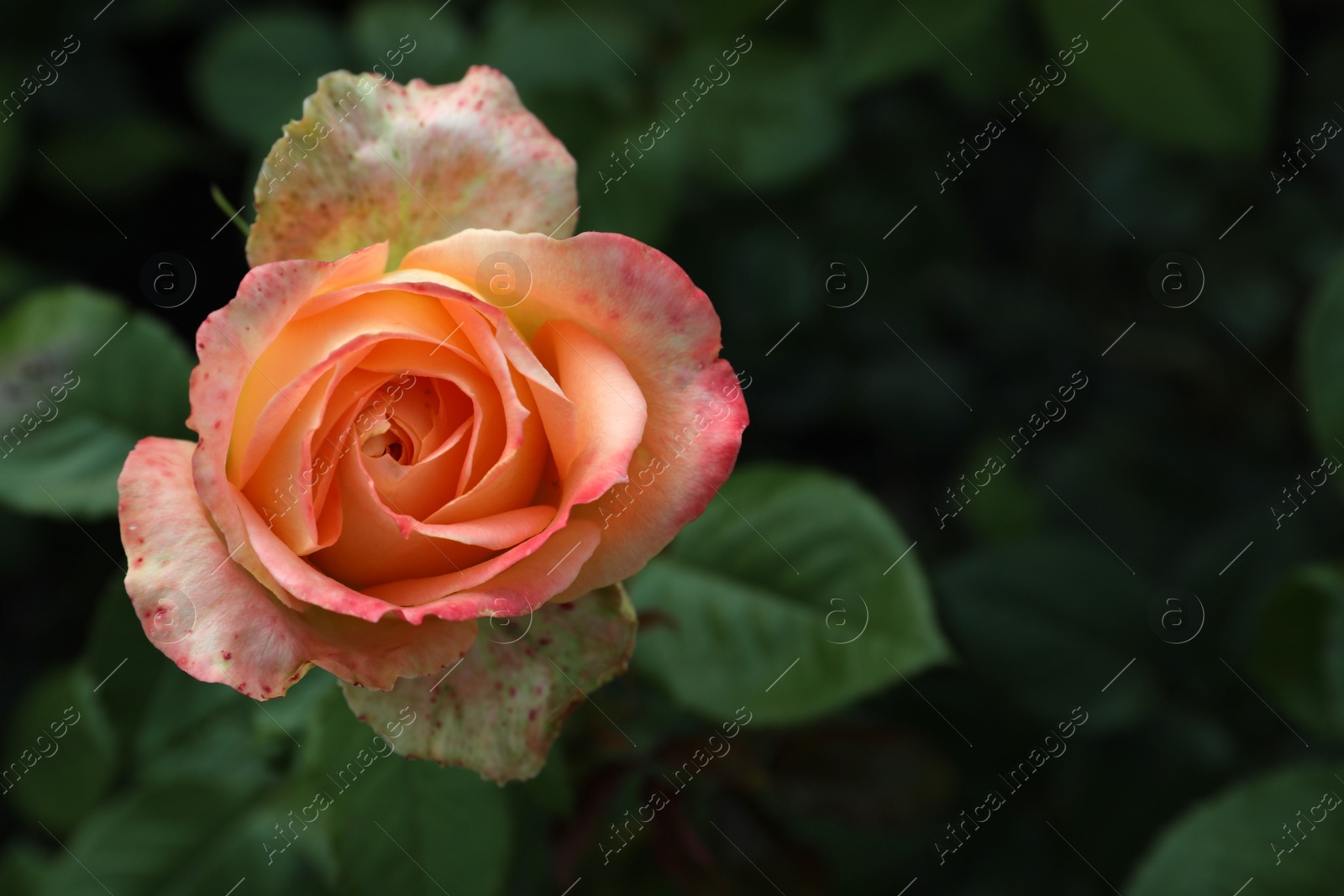 Photo of Beautiful blooming coral rose on blurred background, closeup. Space for text