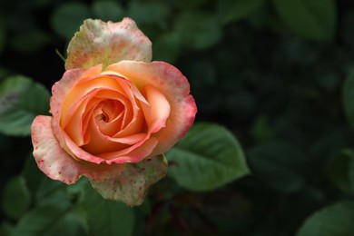 Photo of Beautiful blooming coral rose on blurred background, closeup. Space for text