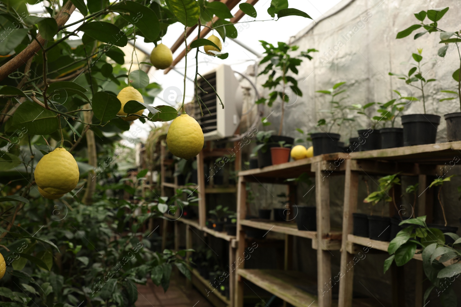 Photo of Lemon tree with ripe fruits in greenhouse, space for text