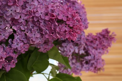 Beautiful blooming lilac flowers against blurred background, closeup. Space for text