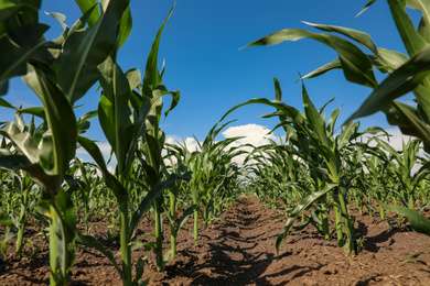 Beautiful view of corn field. Agriculture industry