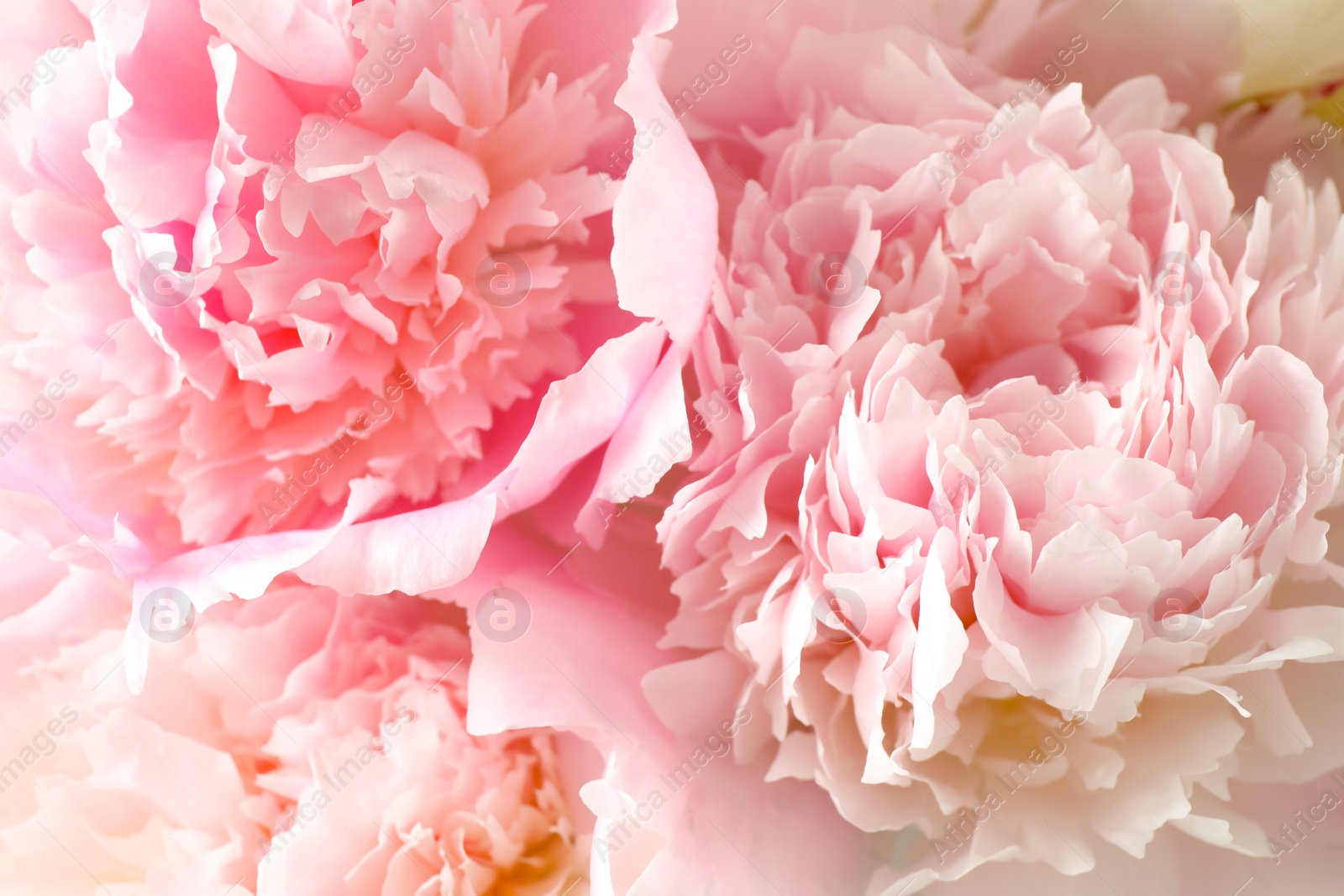 Photo of Beautiful blooming pink peonies as background, closeup