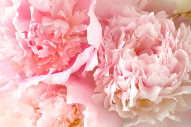 Beautiful blooming pink peonies as background, closeup