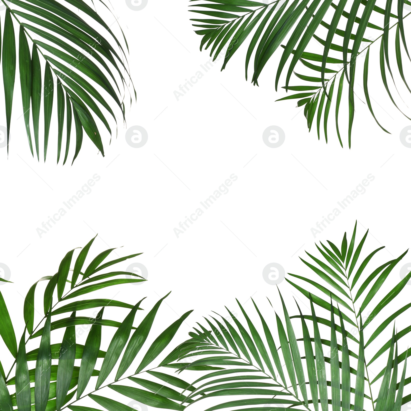 Image of Frame made of beautiful lush tropical leaves on white background. Space for text