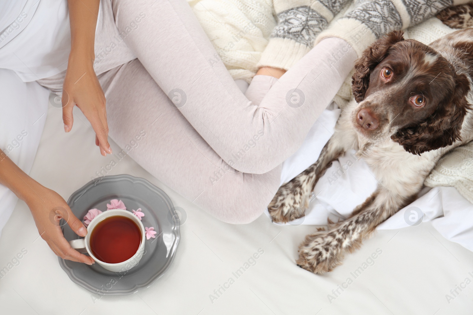 Photo of Adorable Russian Spaniel with owner on bed, top view