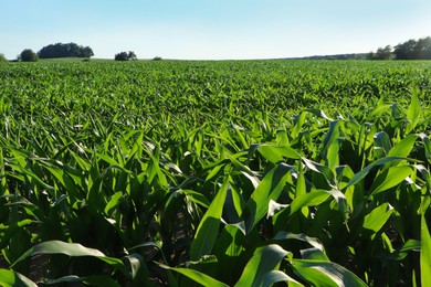 Beautiful agricultural field with green corn plants on sunny day