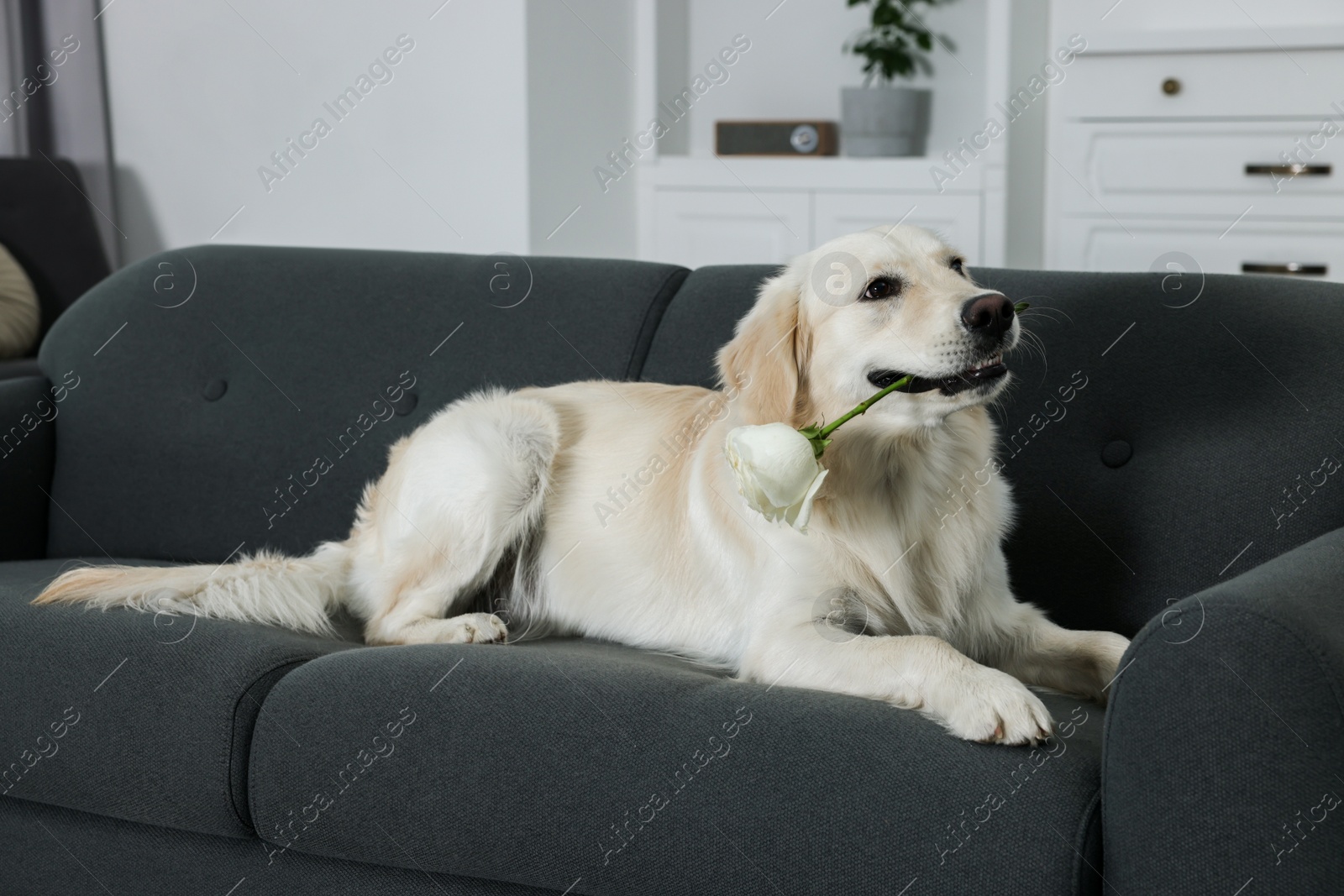 Photo of Cute Labrador Retriever with beautiful rose flower lying on sofa in room