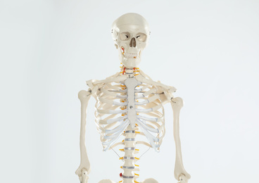 Photo of Artificial human skeleton model on white background