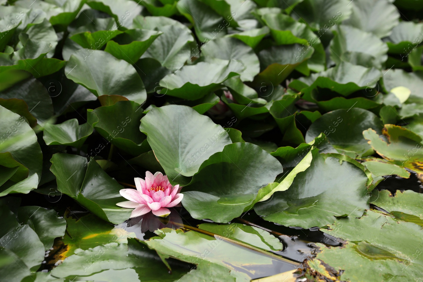 Photo of Pond with beautiful lotus flower and leaves