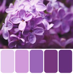 Image of Color palette appropriate to photo of beautiful blossoming lilac flowers, closeup