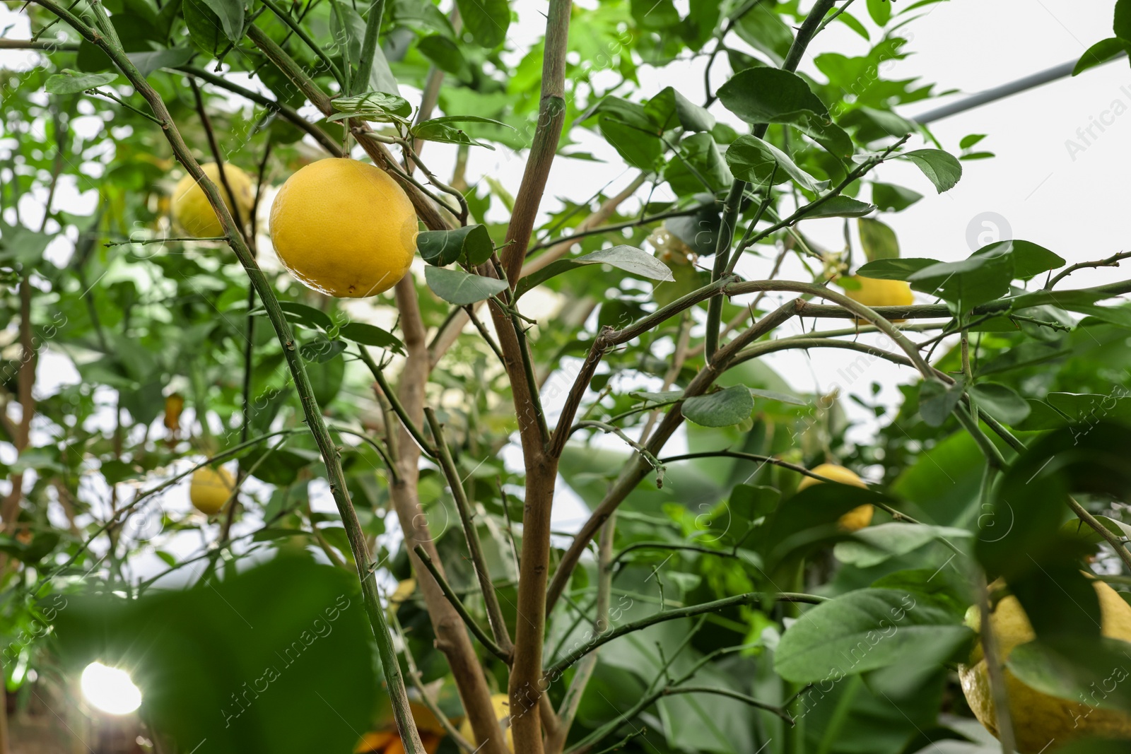 Photo of Lemon tree with ripe fruits in greenhouse