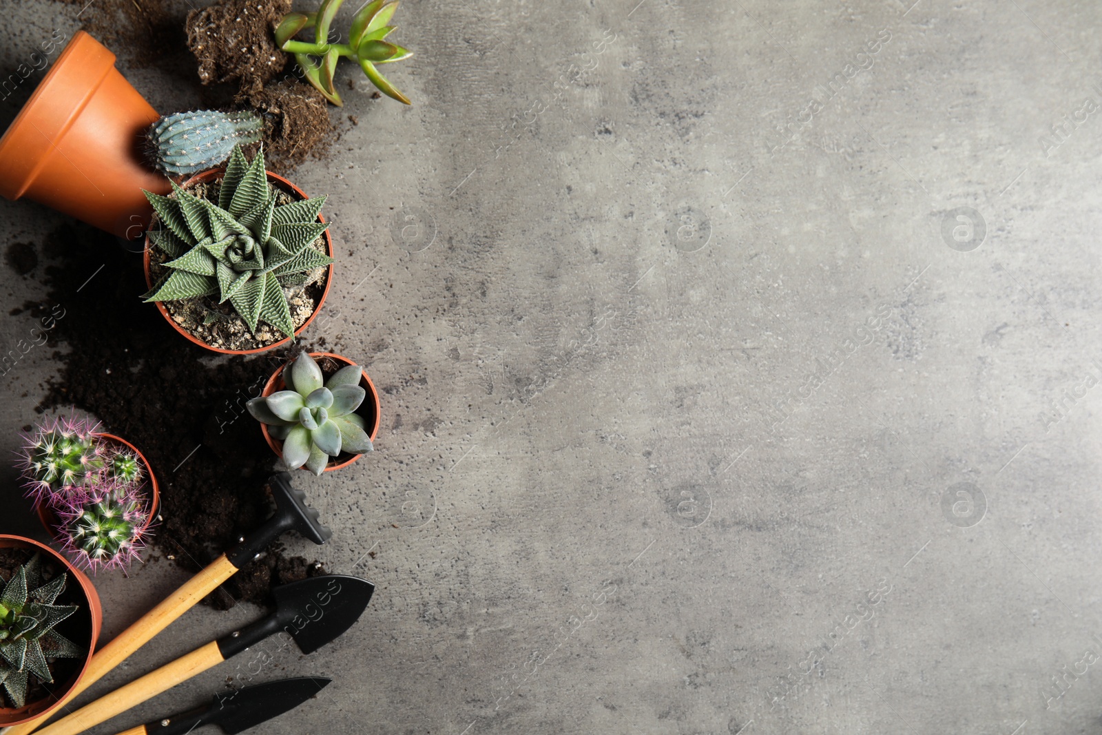 Photo of Home plants, pots and gardening tools on grey background, flat lay. Space for text