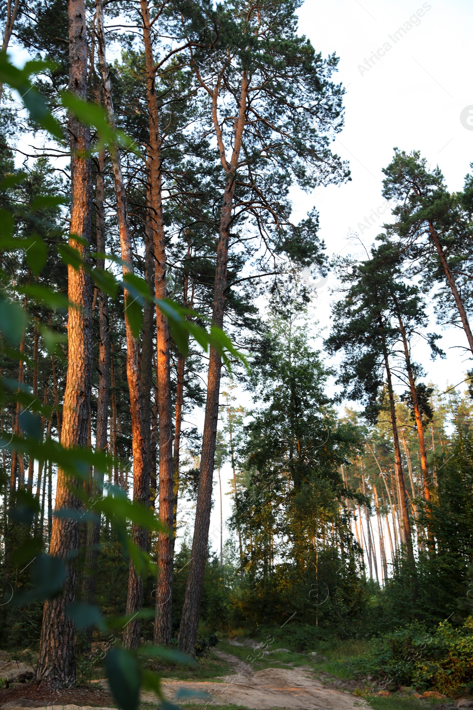 Photo of Picturesque view of forest. Camping season