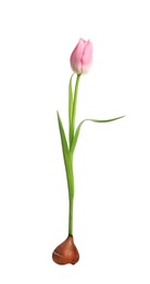 Image of Pink tulip flower with bulb on white background