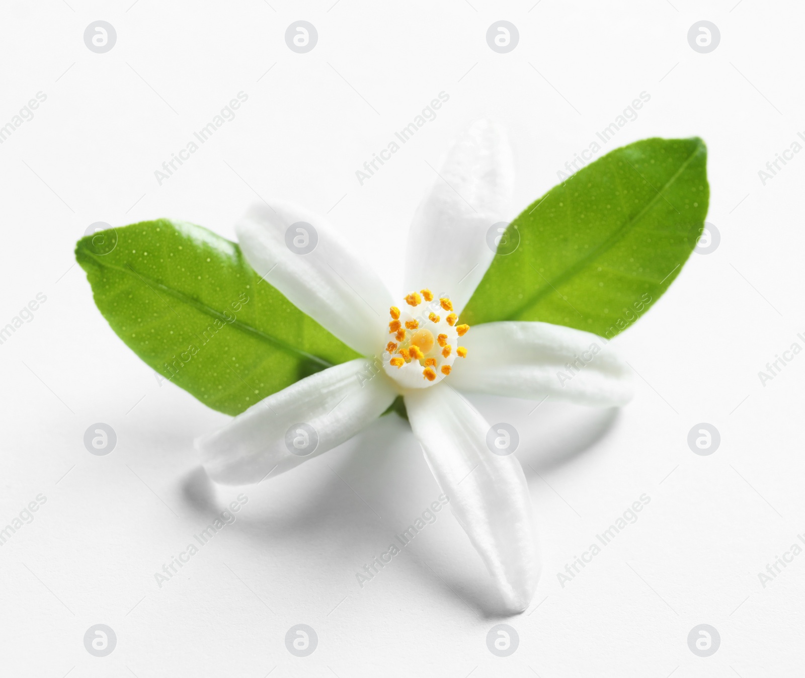 Photo of Beautiful blooming citrus flower and leaves on white background