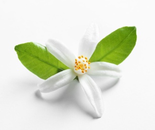 Photo of Beautiful blooming citrus flower and leaves on white background