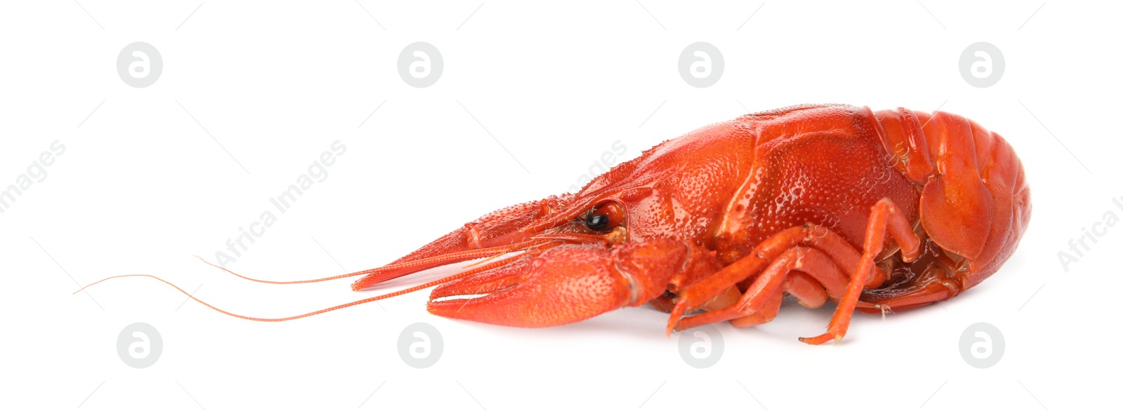 Photo of Fresh delicious boiled crayfish isolated on white