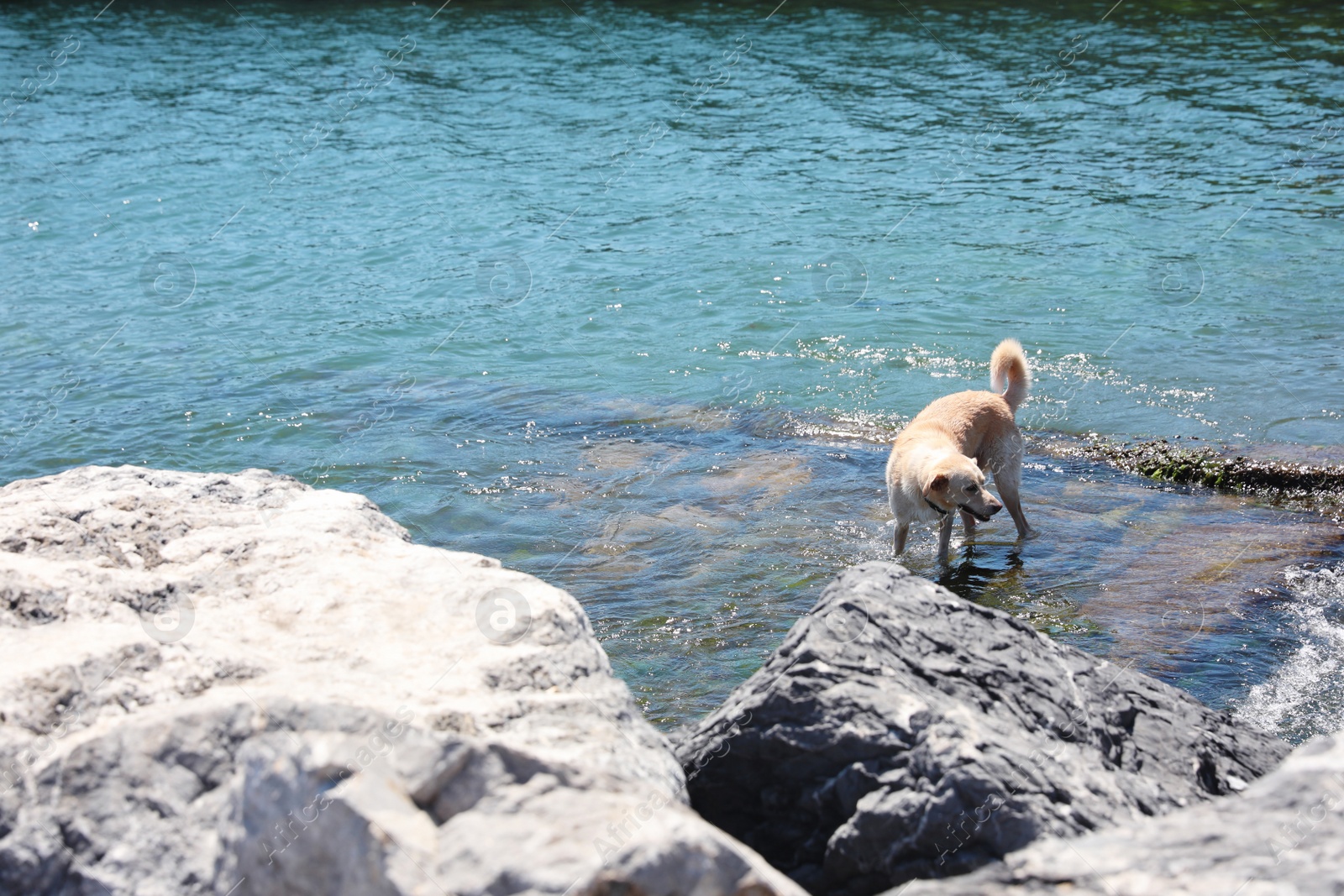 Photo of Cute dog at seashore on sunny day