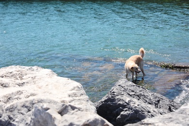 Cute dog at seashore on sunny day