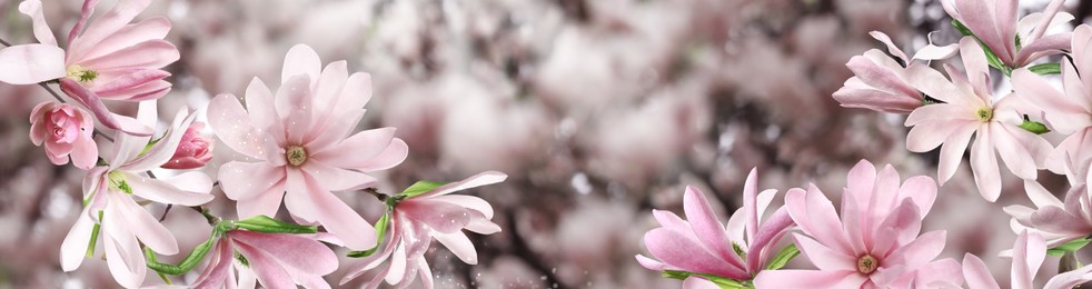 Image of Beautiful pink magnolia flowers outdoors, banner design. Amazing spring blossom