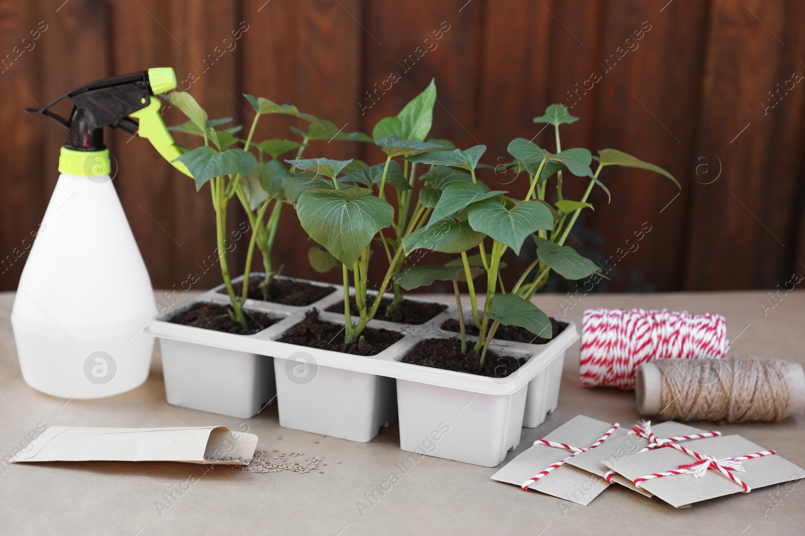 Photo of Seedlings growing in plastic containers with soil, spray bottle and seeds on table